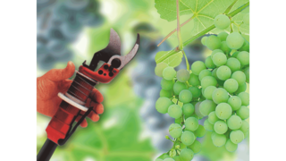 KAESER rūpnieciskie virzuļtipa kompresori vīnkopības nozarē.